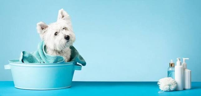 At-Home Pet Grooming in Kolkata: Safe, Convenient & Stress-Free Care