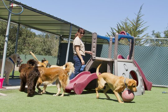 Best Pet Boarding in Kolkata: How to Choose a Reliable Facility
