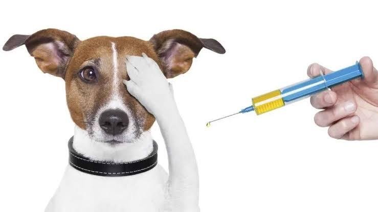 What Vaccinations Are Required for Dog Boarding? A Complete 2026 Guide for Pet Parents
