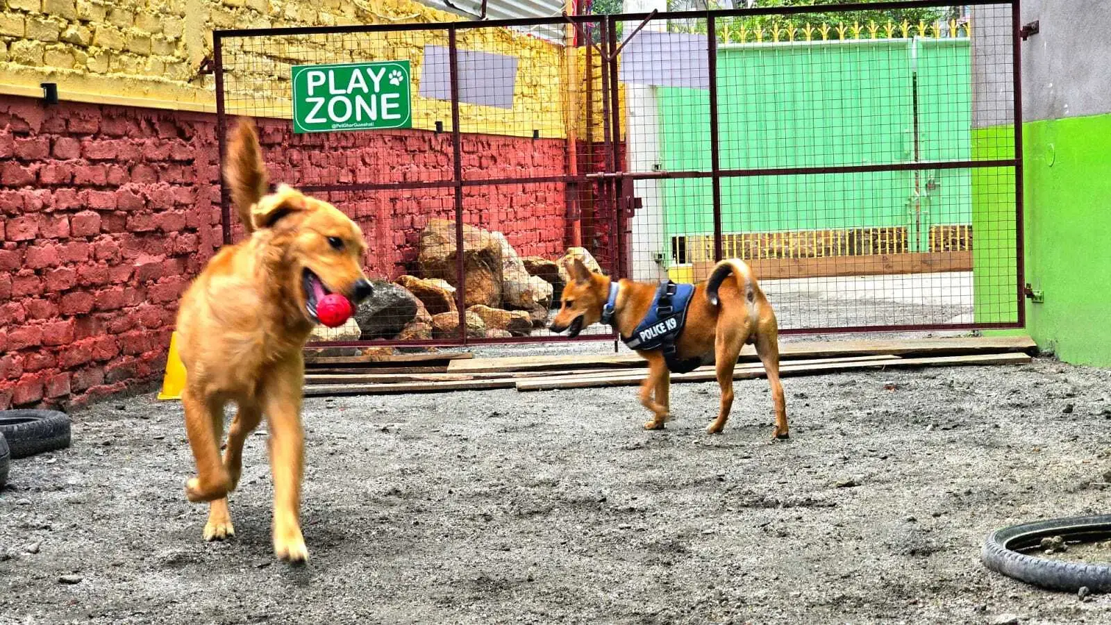 Why Professional Pet Boarding Is Safer Than Leaving Pets Alone at Home 